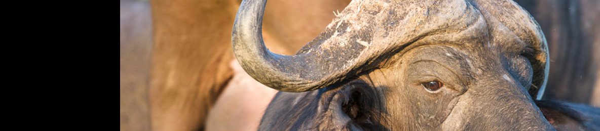 2-Day Pilanesberg Camping Adventure