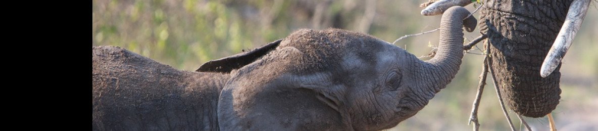 3-Day Kruger Safari in an Eloquent En-Suite Tented Camp