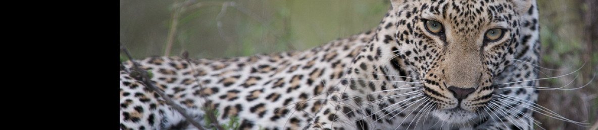 3-Day Kruger Park Safari with Stargazing