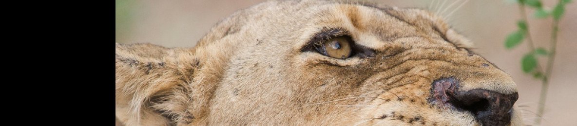 5-Day Kruger and Sabi Sand Rustic Tented Camp Safari