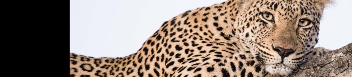 7-Day Greater Kruger Safari
