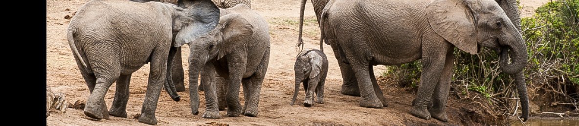 2-Day Luxury Kruger Safari – Big Five Adventure