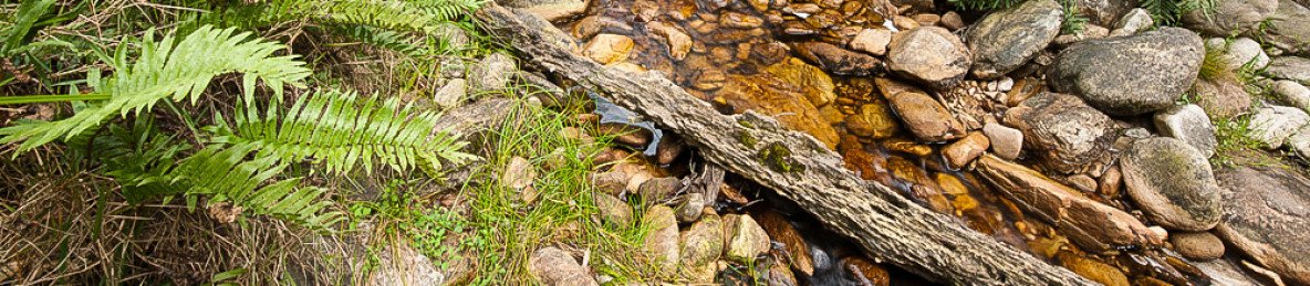4-Day Private & Scenic, Wild Romantic Garden Route Tour