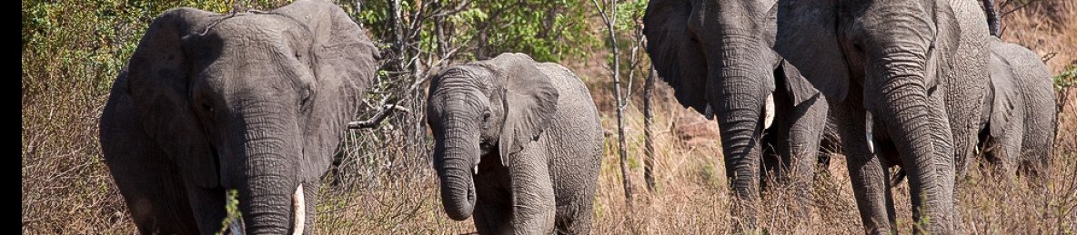2-Day Kruger Luxury Safari Experience