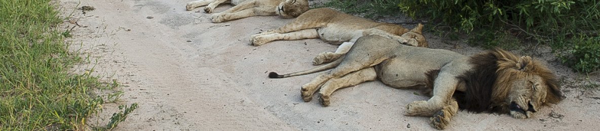 4-Day Eco Lodge Kruger Safari