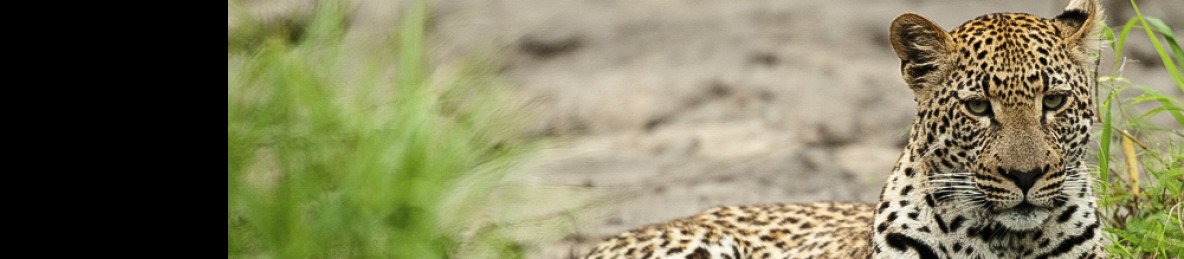 4-Day Sabi Sand Safari with Arathusa Safari Lodge