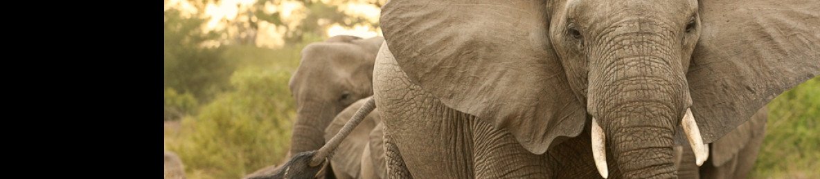 3-Day Greater Kruger - Kwambili Safari Lodge