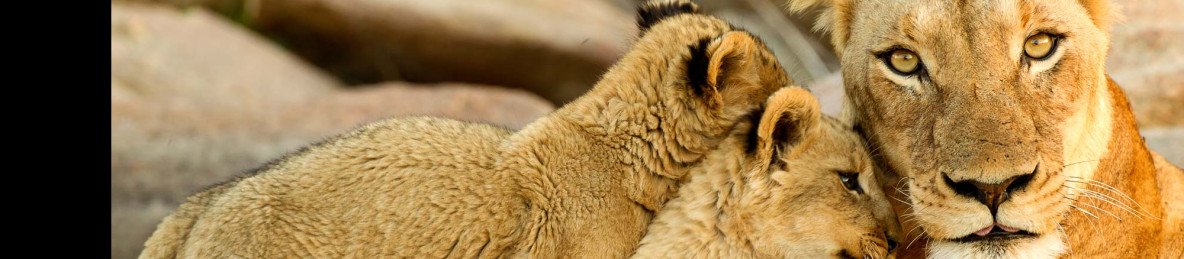 6-Day Sabi Sand & Kruger Park Safari