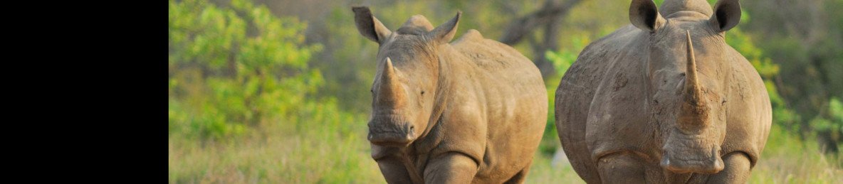 7-Day Sabi Sand & Timbavati Luxury Kruger Safari