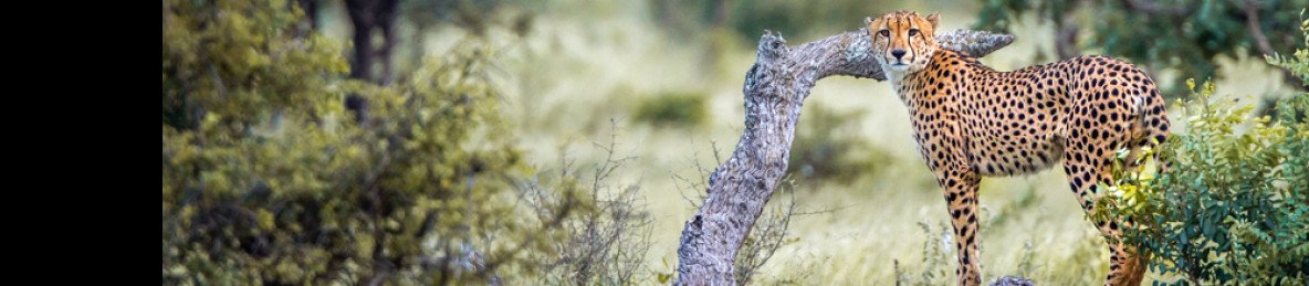 7-Day Big 5 Walking Safari South Africa