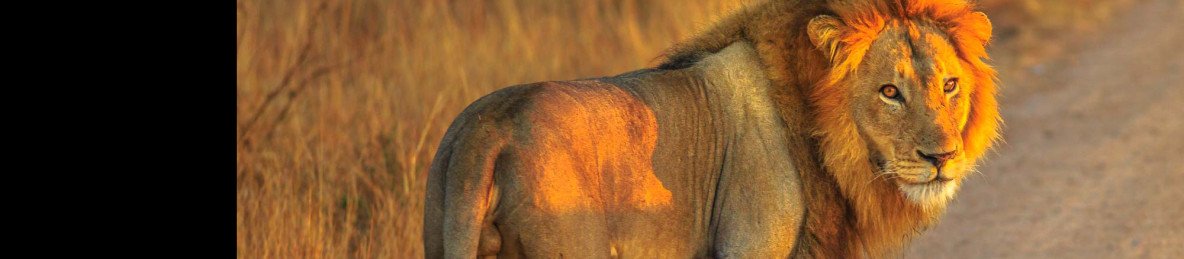 10-Day South Africa Wildlife Safari Tour