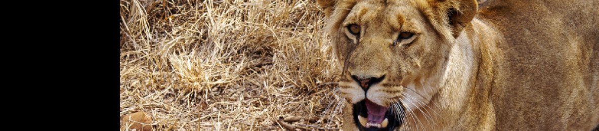 3-Day Kruger Big Five Safari from Johannesburg