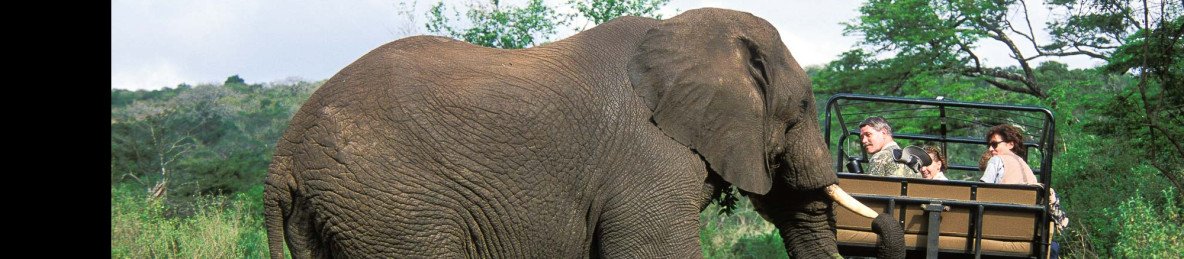 4-Day Kruger Safari in an En-Suite Tented Camp