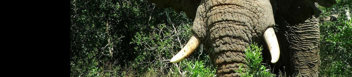 2-Day Big 5 Fly-in African Safari from Cape Town