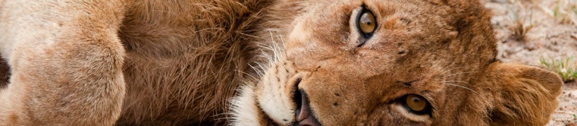 4-Day Private Game Reserve & Kruger National Park Safari