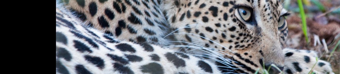9-Day Luxury Cape Town, Kruger NP and Victoria Falls