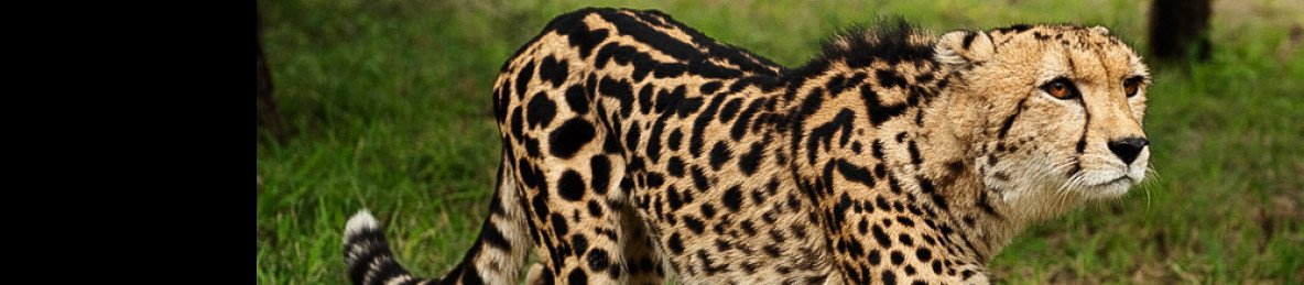 3-Day Big Five & Cheetah Run Safari – Inverdoorn