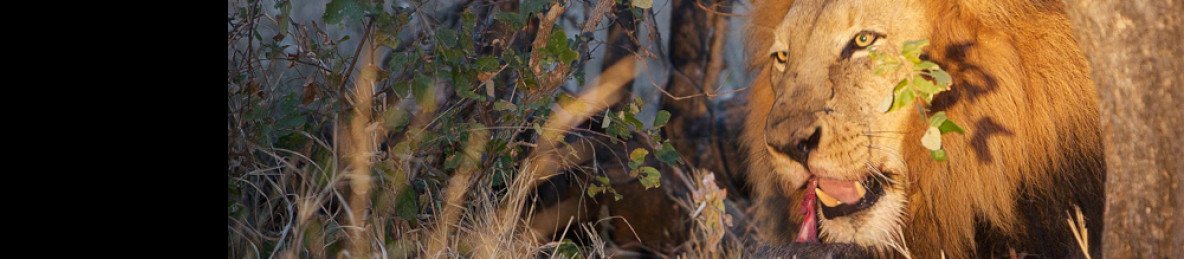 7-Day South Africa Safari: Hluhluwe Elephant Coast