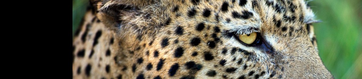 10-Day Kruger Private Reserves & Cape Town