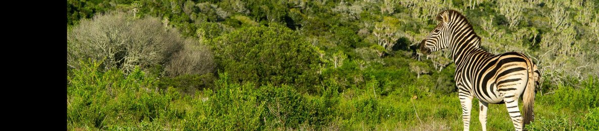3-Day Kruger Adventure Safari
