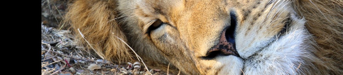10-Day Kruger, Victoria Falls & Cape Town Comfort Tour