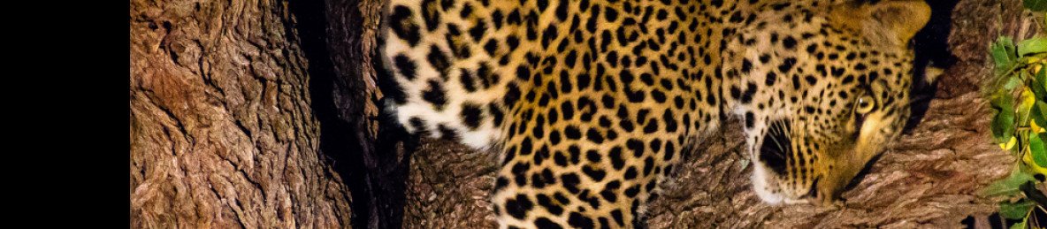1-Day Kruger Safari at Sunset - Chase Big Five at Dusk