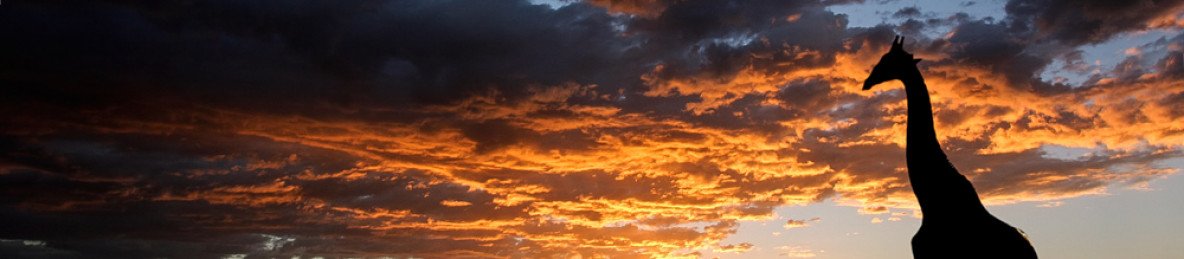 5-Day Kgalagadi Guided Self-Drive Budget Camping Tour