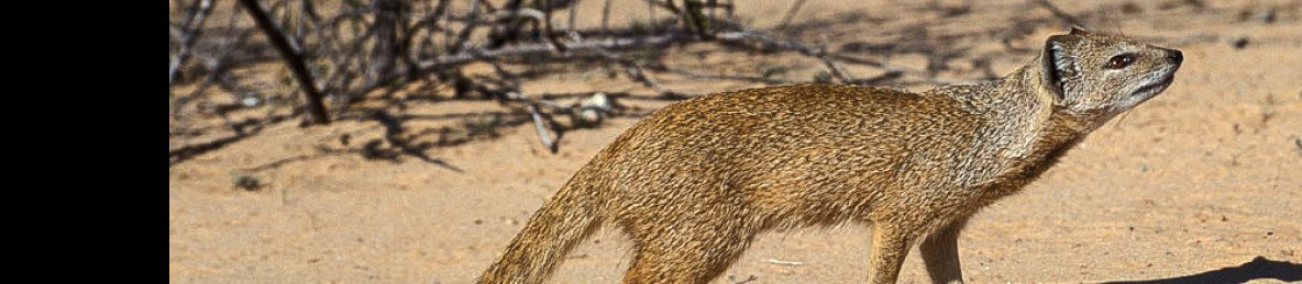 5-Day Kgalagadi Guided Self-Drive Mid Range Tour