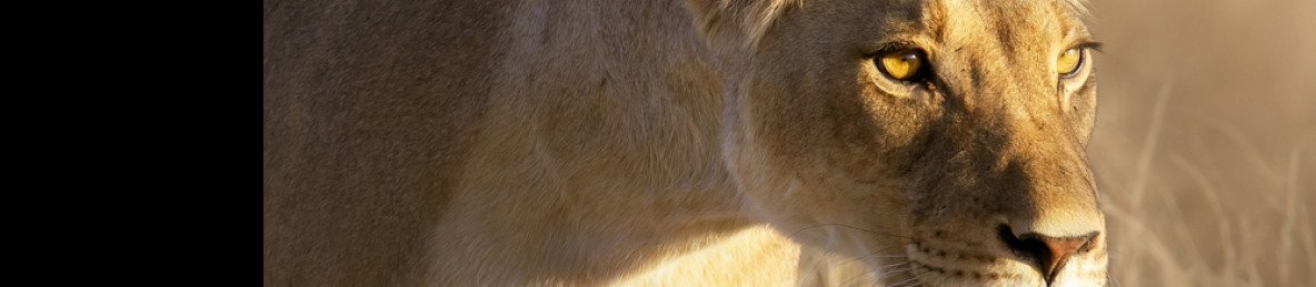 3-Day Kruger Safari All Game Drives