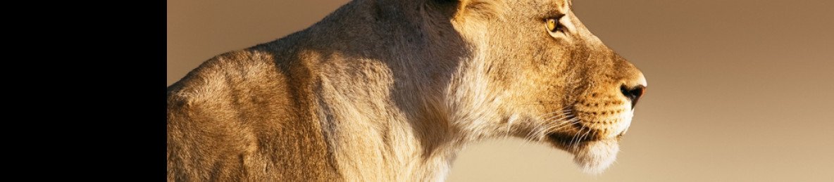 4-Day Kruger Budget Camping Safari