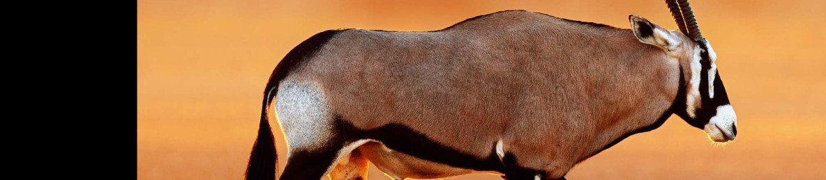 8-Day Kalahari Guided Self-Drive Mid Range Tour