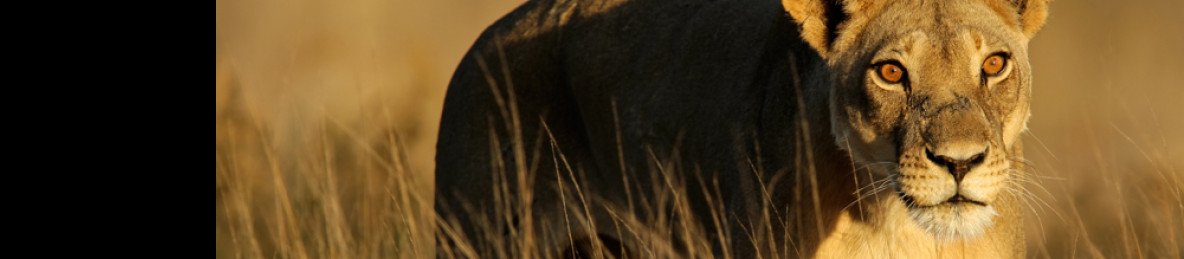 3-Day Kruger Park & Scenic Panorama Route Safari