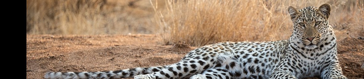 4-Day Sabi Sand or Greater Kruger Lodge Safari