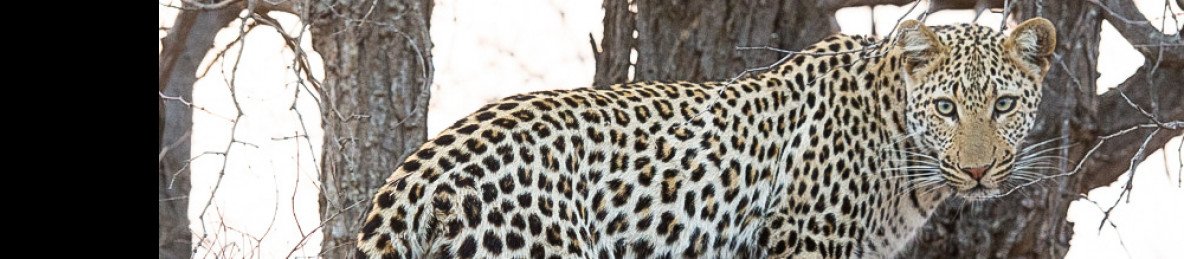 4-Day Luxury Safari Sabi Sands, Kruger, South Africa