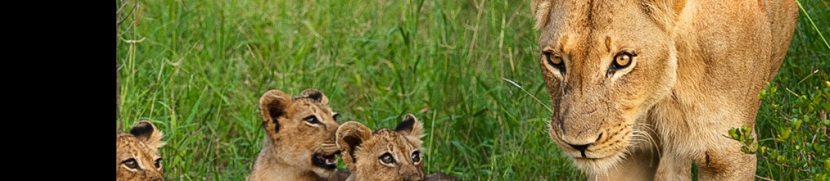 4-Day Sabi Sand Safari at Umkumbe Bush Lodge
