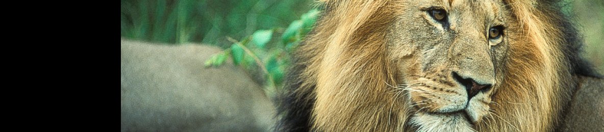 2-Day Budget Greater Kruger Camping Safari