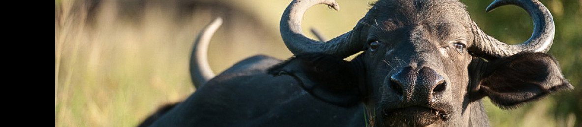 1-Day Kruger Wildlife Expedition from Hoedspruit