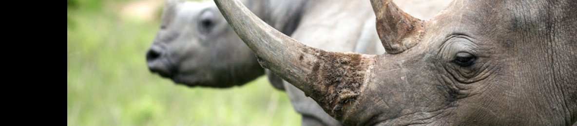 3-Day Kruger Safari and Panorama Route - Midrange