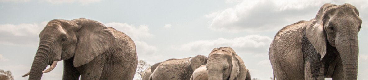 3-Day Budget Kruger Safari from Cape Town