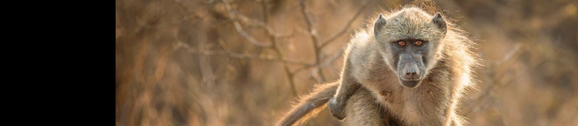 5-Day Big Five Kruger & Scenic Panorama Adventure