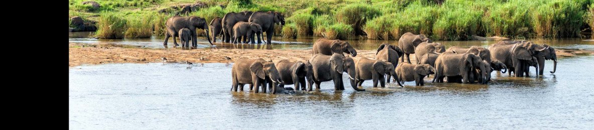 1-Day Kruger National Park Tour