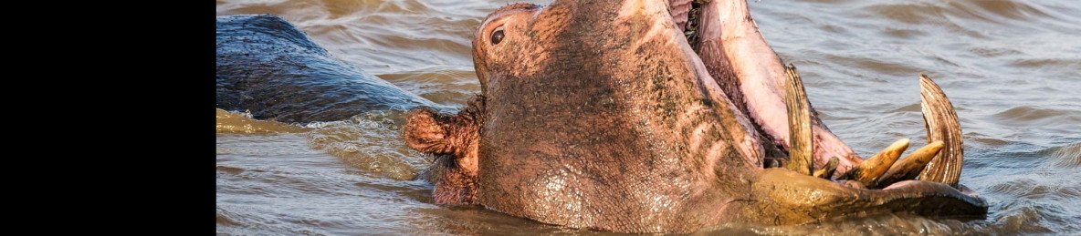 5-Day Kruger National Park South & Panorama Route