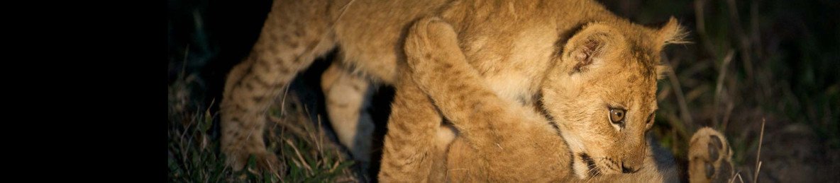 2-Day Night Drive & Bush Walk Safari in Kruger Exclusive