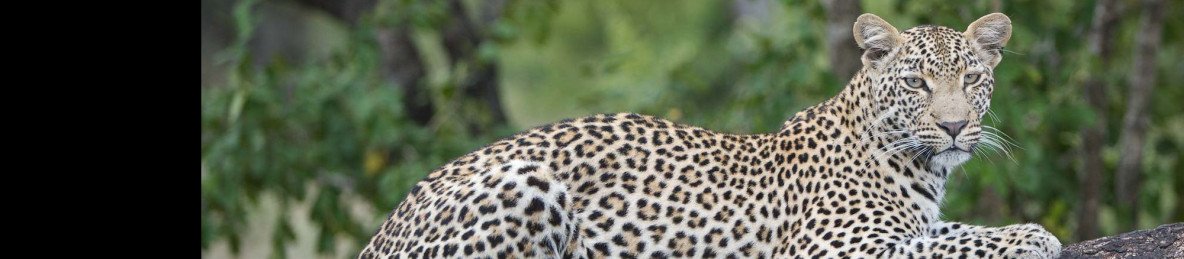 6-Day Kruger, Panorama, Boat Trip, Animal Rescue Centre