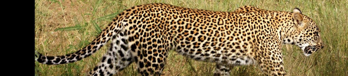 4-Day Greater Kruger Safari with Bateleur Safari Camp