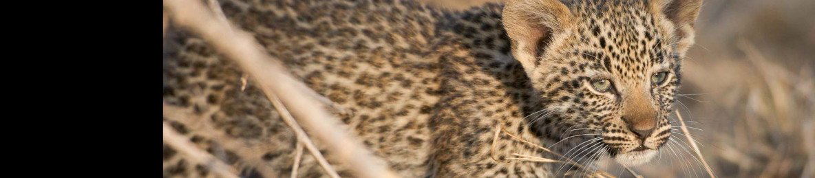 4-Day Midrange Kruger Tented Safari & 2 Sabi Sand Drives