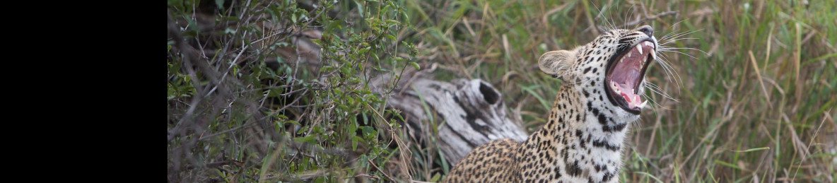 6-Day Unforgettable South African Safari Experience