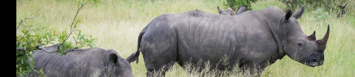 4-Day Greater Kruger Safari with Xanatseni