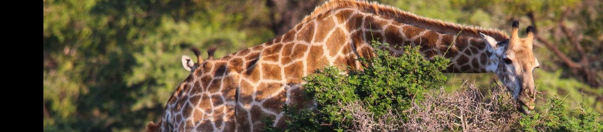 2-Day Luxury Safari at Ivory Tree Game Lodge