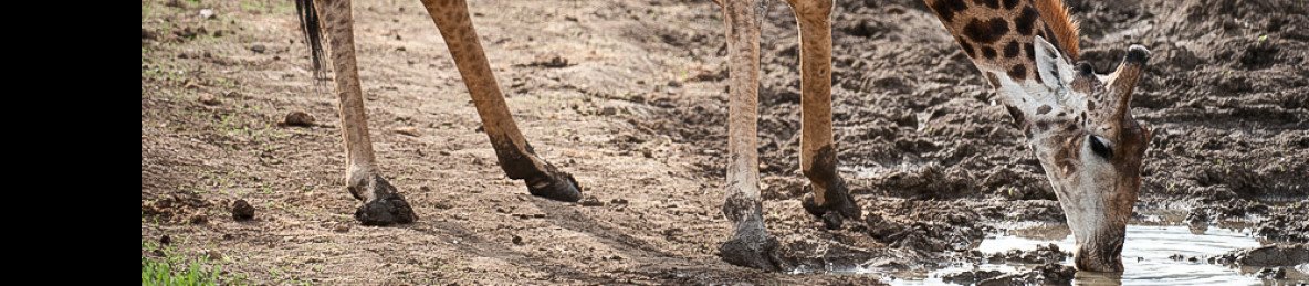 10-Day Kruger Safari, Vic Falls and Cape Town Highlights